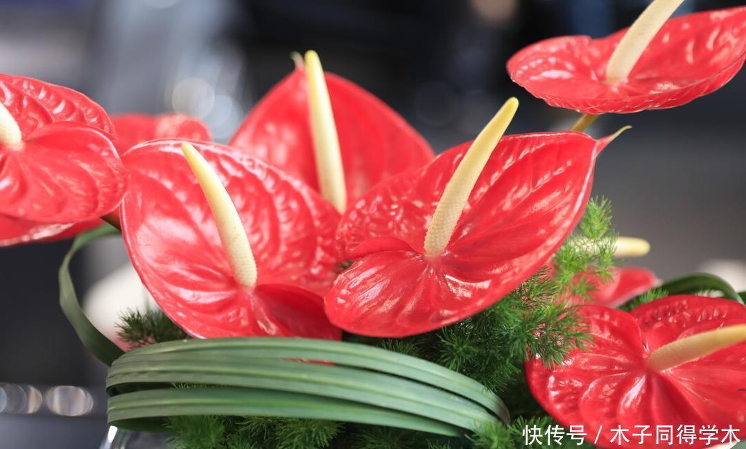 八种冬天可以水培开的花,现在是花期,花大又漂亮,真美