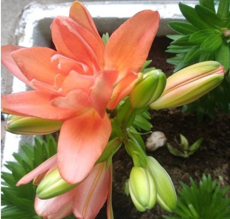 家养这些植物,阳台开出花海,开花漂亮,清香怡人