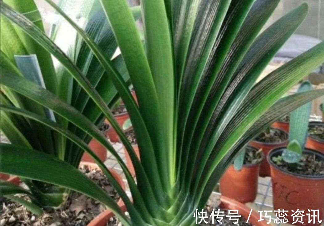 施肥|10月养君子兰,勤用“4种花肥”,植株长势旺,有助于开花