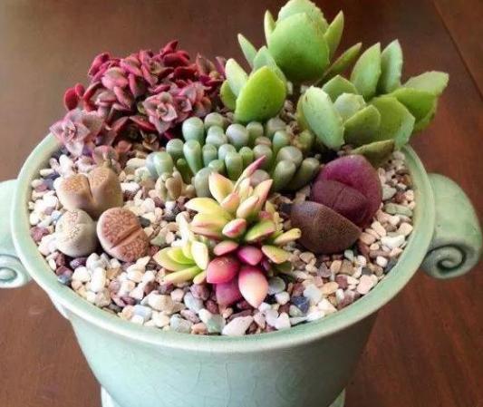 新手小白养殖多肉植物,想要个个长爆盆需多注重5个小技巧