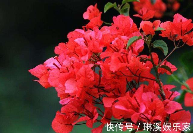 养护|三角梅超实用的养护技巧，做好这几步，一开就是大半年