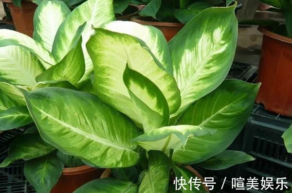 喜欢养花，不如养盆使君子，丢水不管不问，花叶轻松爆满盆