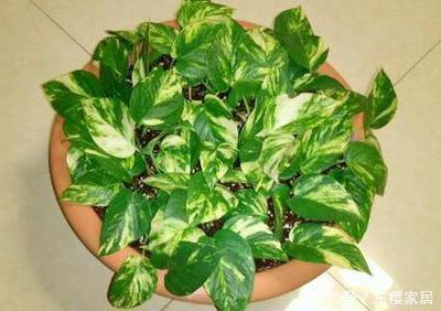 寒流|寒流来袭，花盆里撒1把过冬肥，根粗叶绿不怕冷，蹭蹭长