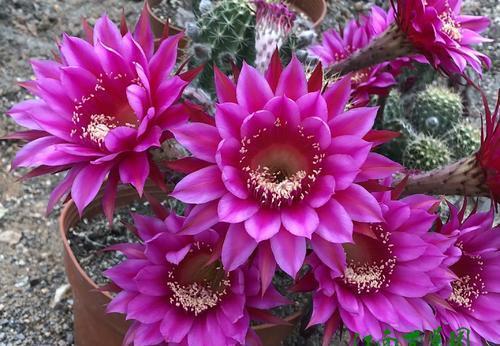 养护仙人球入门技巧,新手5分钟掌握,值得收藏!