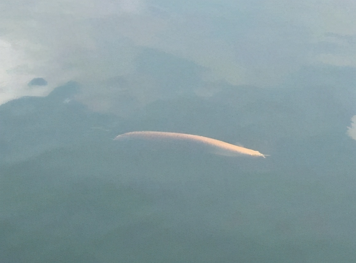 东莞一钓鱼人河边发现“龙鱼”,网友一条值几百,赚大了