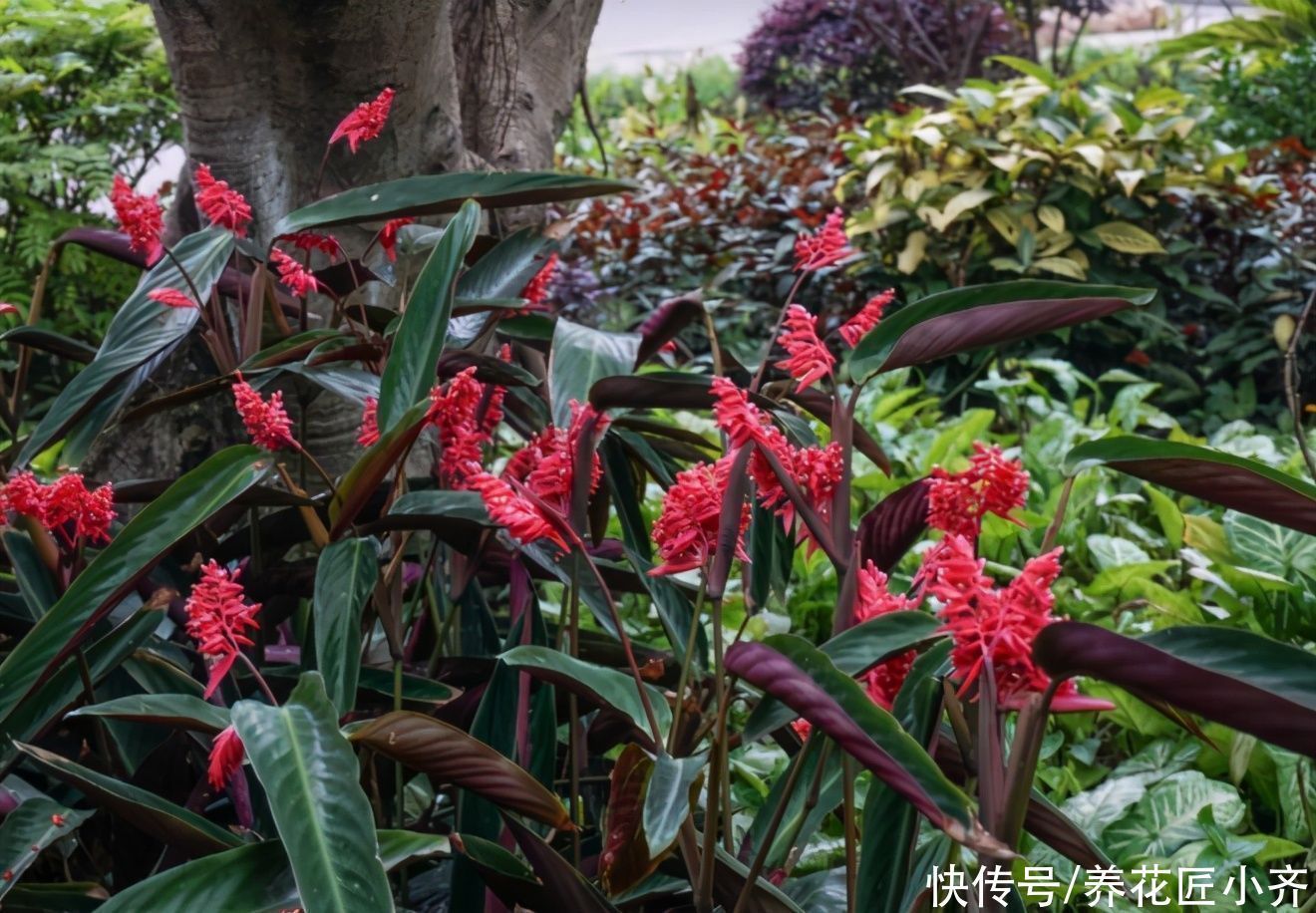 植物|想在北阳台养花不想加补光灯，养6种花，保证长势好，而且能开花
