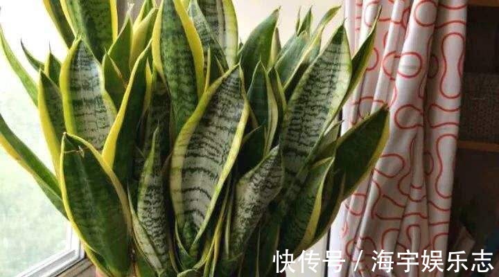 打开虎皮兰这个神秘机关,疯狂冒芽摁不住,简直把盆撑炸!