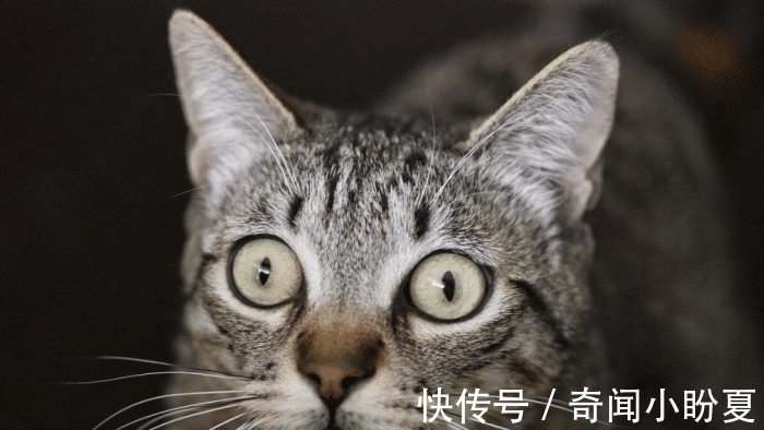 大侠$古代的大侠,银子从何而来?杨过出手一次可能够用一辈子