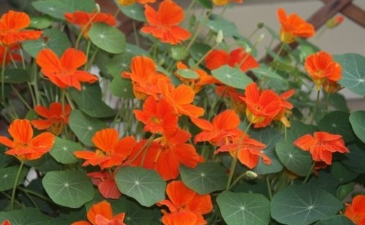 不如养一盆“旱金莲”吧！养护记住以下3点，开花不断，花色艳丽