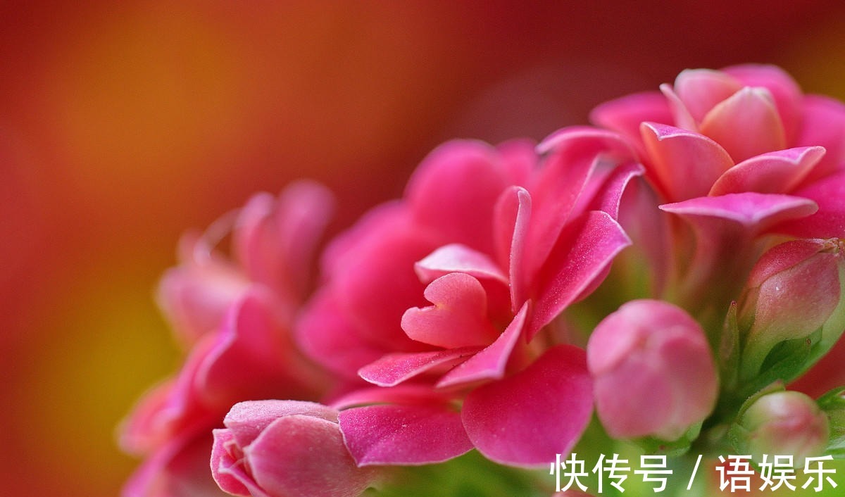 长寿花扦插不复杂,只需注意几点,叶片肥嘟嘟,开花又大又艳!