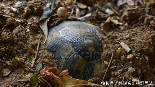 和之国青龙、朱雀、白虎有迹可循,四神兽只余玄武,绿牛多项匹配