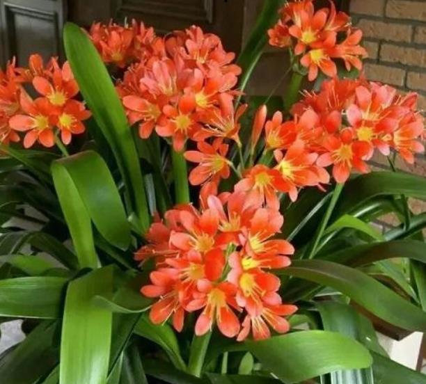 秋冬养君子兰，4件事做错了，养多久都不开花，新手别大意