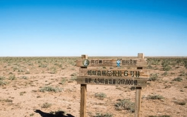 毛乌素沙地|马云为什么要在沙漠里种树?看看如今的“沙漠”,真是让人佩服