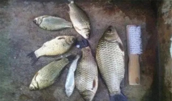 秋季鲤鱼、草鱼没口？这几个技巧让你钓鲫鱼也能过瘾