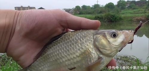 用蚯蚓野钓鲫鱼,记住选择鱼钩的3个思路,渔获翻一倍
