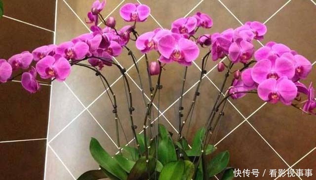 由于这几种花花期太长，很多人以为是假花，要摸一摸才能辨真假！