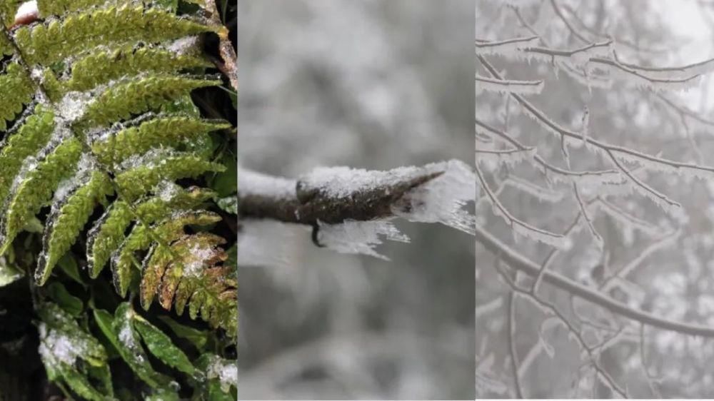 一大|德阳各地雪景美照大曝光！隔壁城市都羡慕哭了！一大波视频照片……