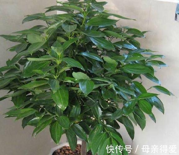 家里养4种观叶树，大气，档次，空气一级棒