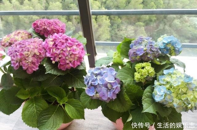 春天不用买盆栽,3种花,摘一个枝扦插,长成一大丛,漂亮好繁殖!