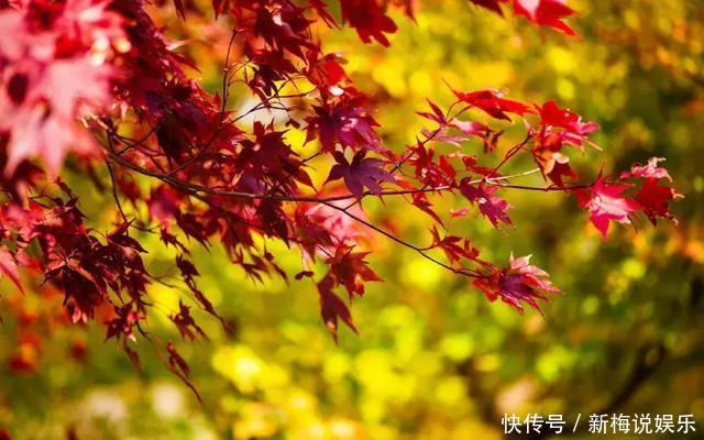 庭院种什么树好有些树真不能乱栽