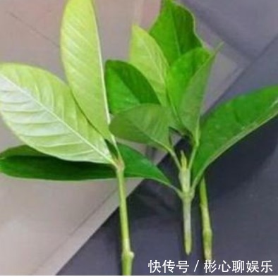 小绿芽|终于等到了扦插季，这两种花赶紧买，以后就不用买了！