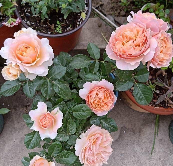 抽出|怎样给盆栽月季施肥?方法有3种,不断抽出新枝,长出花苞