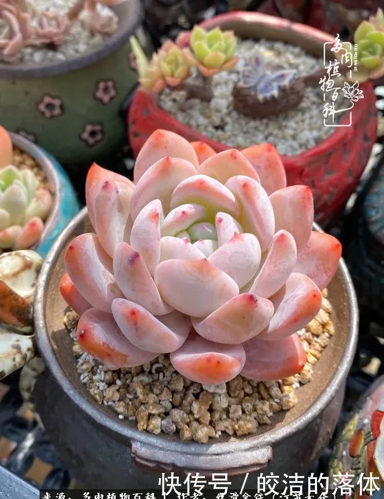 阳光露台多肉,天时地利人和!美肉知时节,当春乃发生!