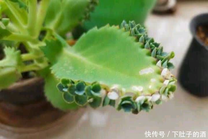 3种绿植,养在阳台露台上,不怕风吹日晒,开花也很美