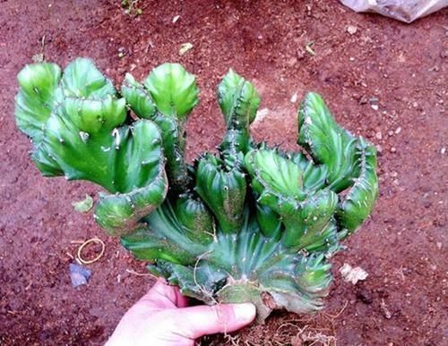 大爷捡到一棵“玉麒麟”,拿回家养盆里,半年来了6-7个买主