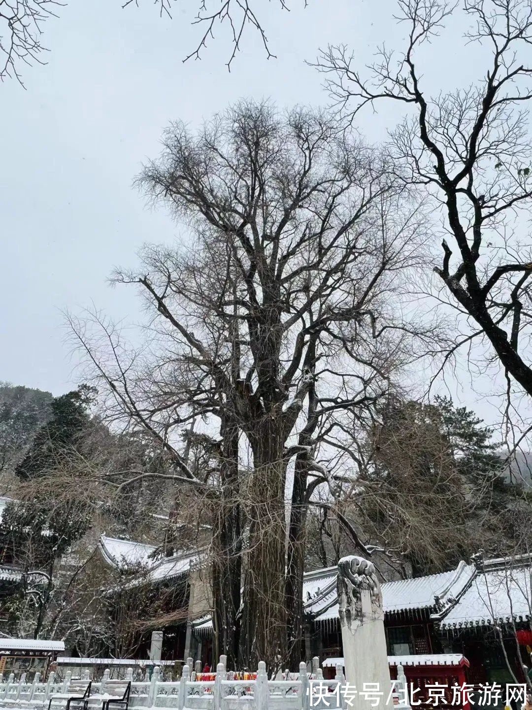 第一场雪|门城一夜雪，万山披银装！