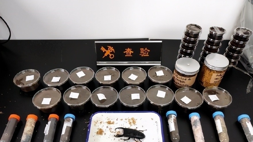 我们的生活|日本的可怕昆虫你见识过么?动漫创意来源!