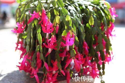 新手|3种花,现在养一盆正当时,叶油绿开花美,新手也能轻松驾驭!