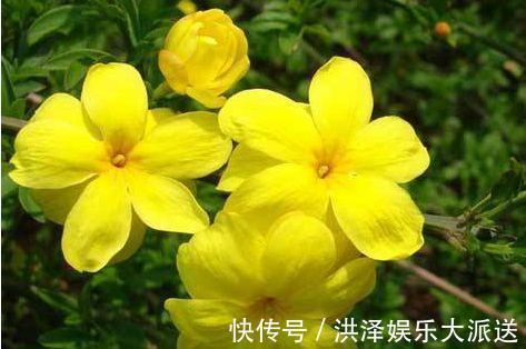 最适合新手养的4种花,沾土就能活,开花就爆盆,不易生病好养护