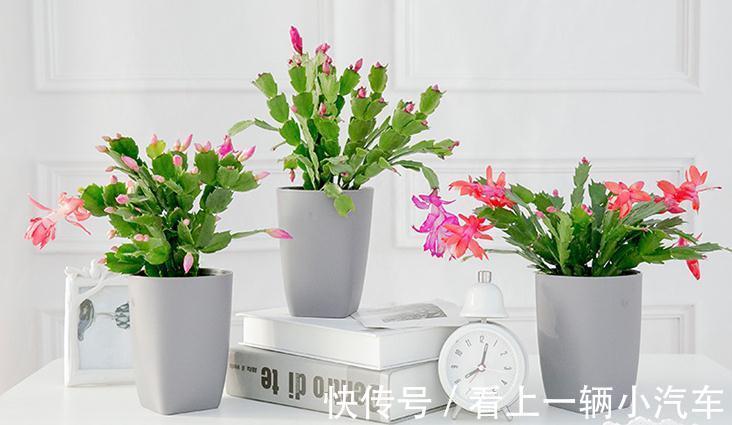 这些年养蟹爪兰的经验