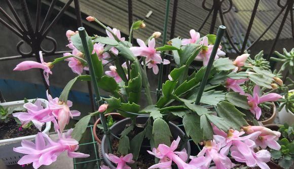 最厉害的养花营养液：给花喝一勺，开花数量翻一番