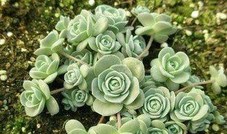 4种多肉，容易繁殖，一盆变多盆，下个“养肉大户”就是你