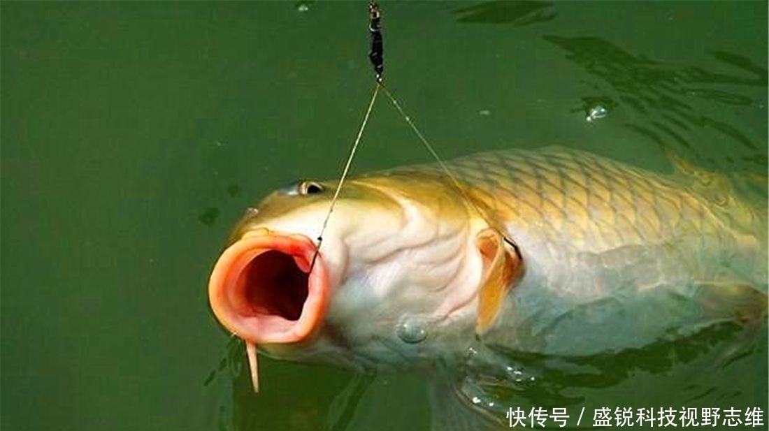 鱼口|为什么说野钓就要钓钝,这几个原因告诉你,钓钝到底有多实用