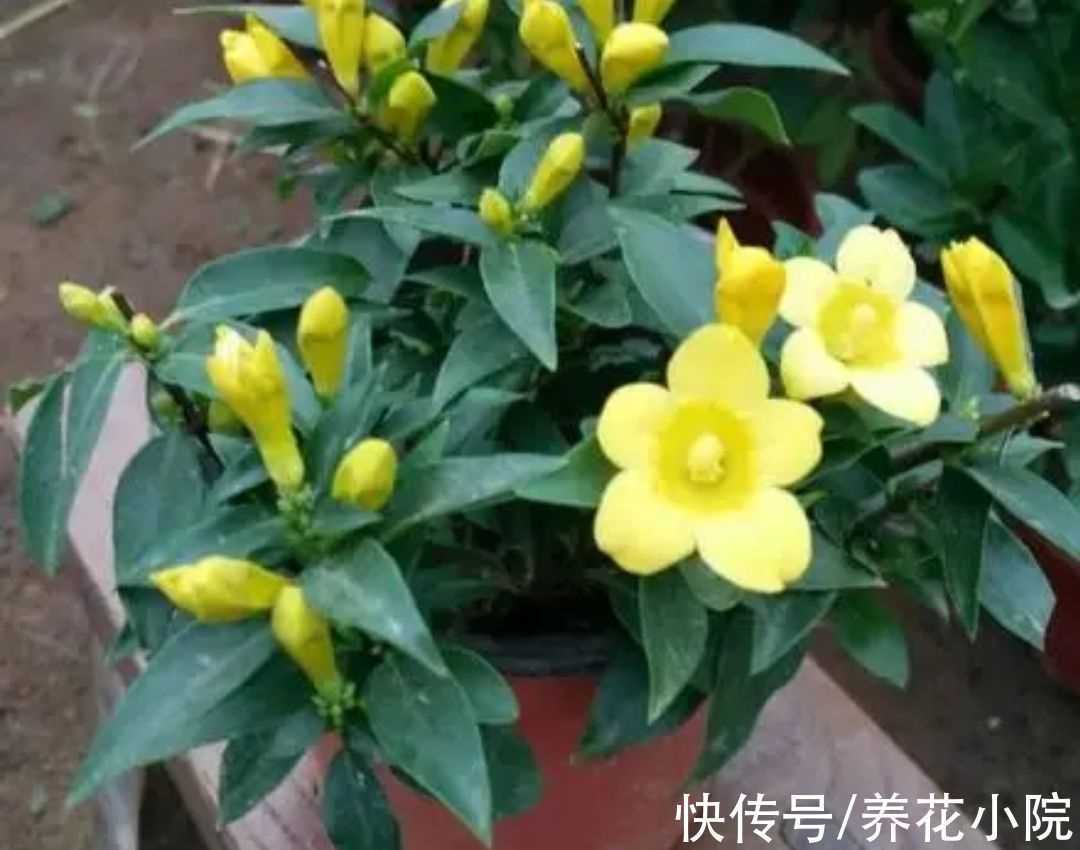 观赏价值|6种漂亮花卉,影响健康和睡眠,不适合养在卧室