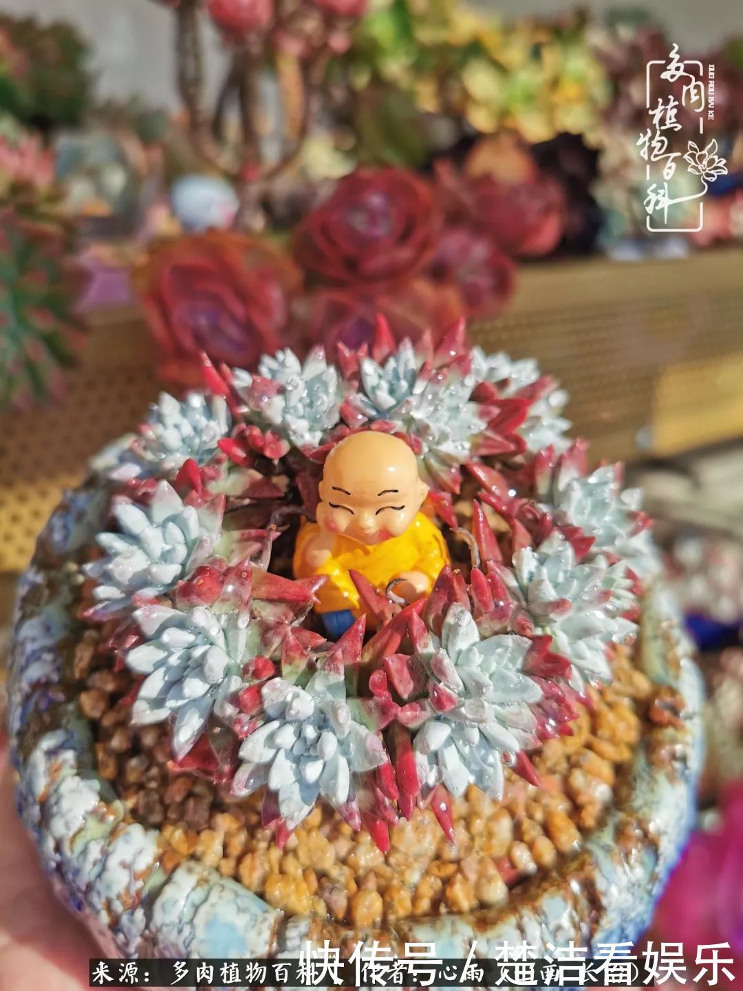 三色堇|懂得珍惜的人,才值得拥有更多美好的事物!养多肉也是如此!