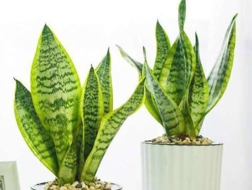 3种花最适合养家里,人养花,花也养人,空气清香,家家必备