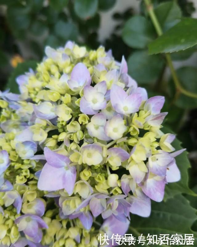 养花技巧：折腾不死的25种花，咋养都爆盆，懒人最适合