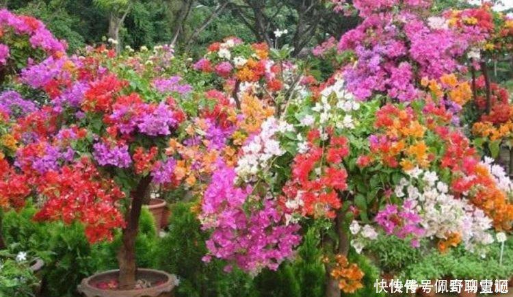 杜鹃花|4种花养家里，福旺运旺财更旺，阵阵花香，花朵大！