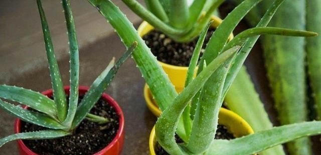 卧室放了2种花，天气再热也不怕失眠，净化空气很干净