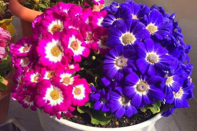 家里养了3种吉祥花，一年四季招财纳福，寓意好价值极高