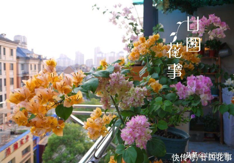 三角梅开花少？除了控水，还有3个“关键”，掌握好满枝都是花