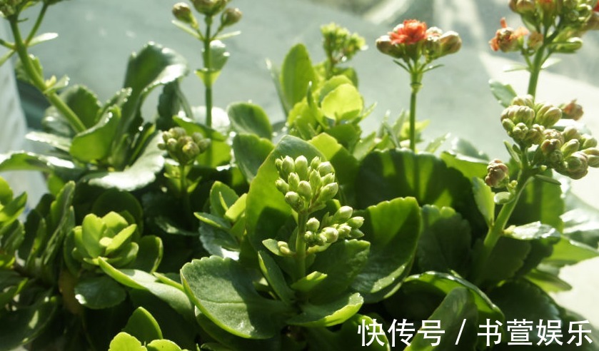 长寿花|4种花，开花漂亮、容易栽种，好养好看还招财，都有“好意头”