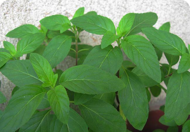 酢浆草|养花试试这几款,紫色小花,非常的雅致优美