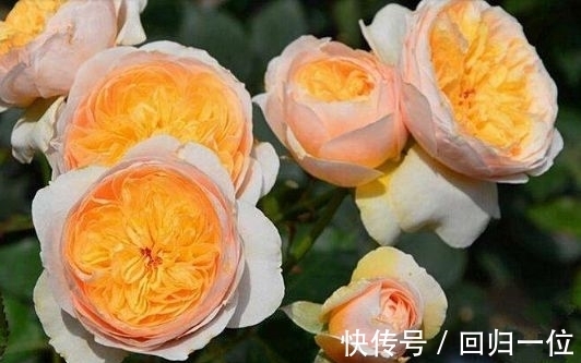 冬天养花不妨养此四款花,盛开时繁花似锦,花色美轮美奂