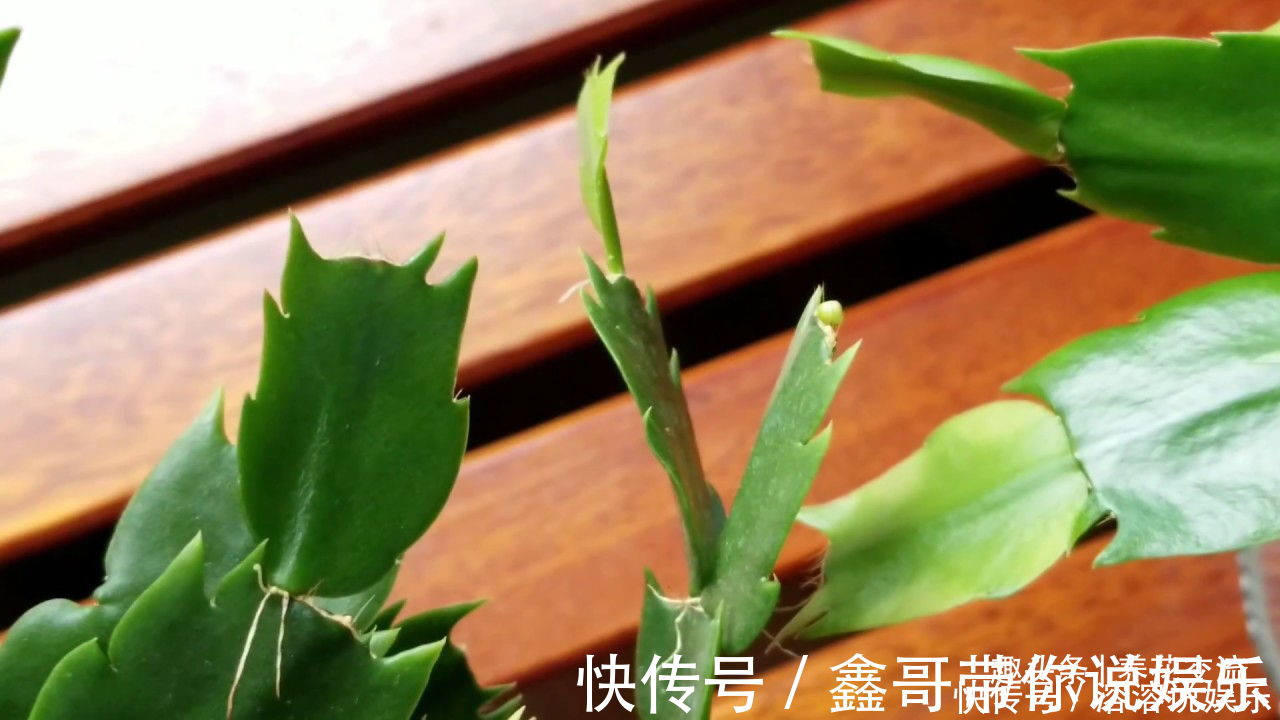 花苞|养盆栽蟹爪兰掌握10点就足够,看完就知道为啥叶子干瘪、不开花