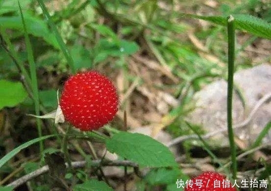 农村|农村娃绝对没吃过的8种纯天然美食!